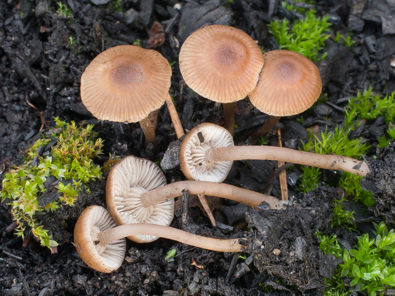 Tephrocybe anthracophila